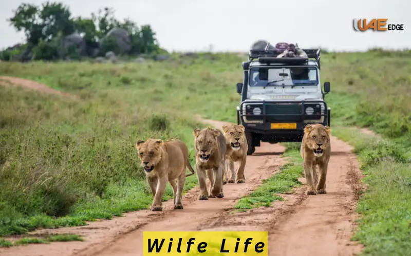 Wilfe Life