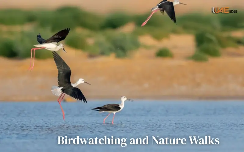 Birdwatching and Nature Walks