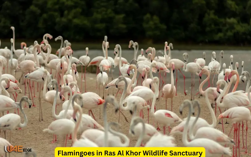 Flamingoes in Ras Al Khor Wildlife Sanctuary