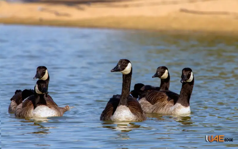 Al Qudra Duck and Swan Lake Dubai