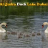 Al Qudra Duck and Swan Lake Dubai