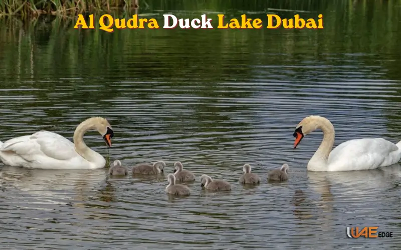 Al Qudra Duck and Swan Lake Dubai