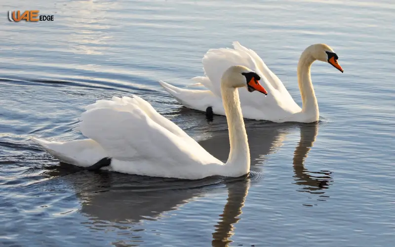 Migratory Bird Support