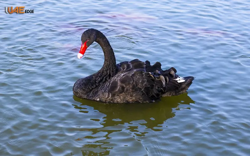 Other Bird Species