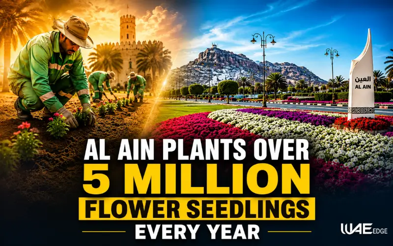 Al Ain flower planting programme