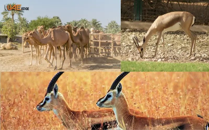 deer and camel