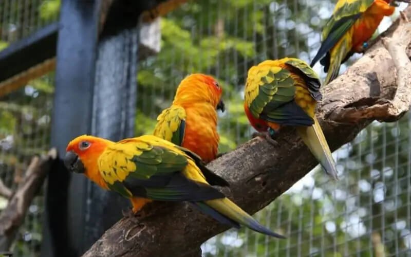 parrots